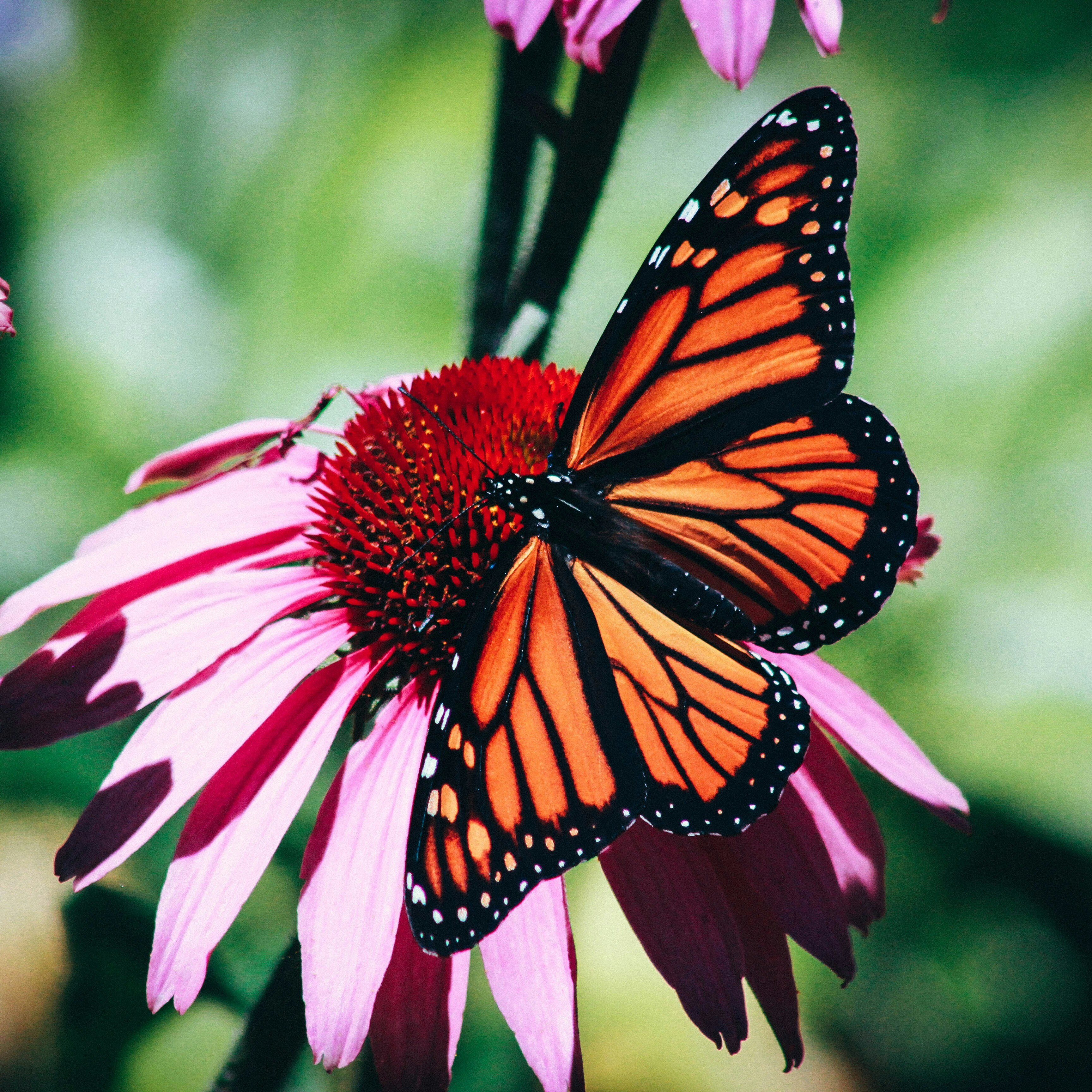 Incredible Insect Extravaganza - logo